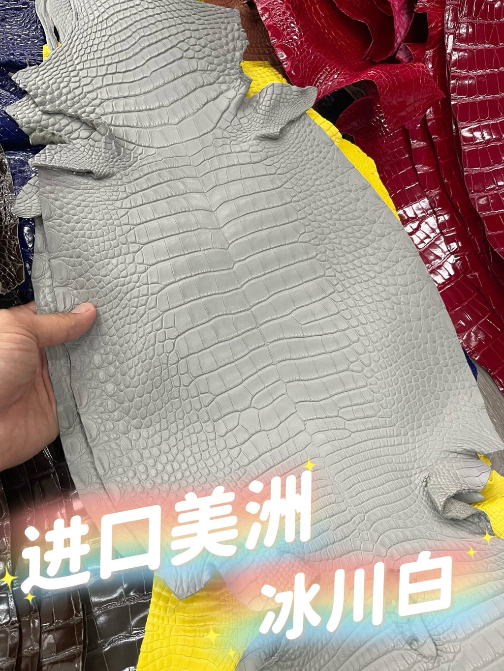 Imported shiny American crocodile