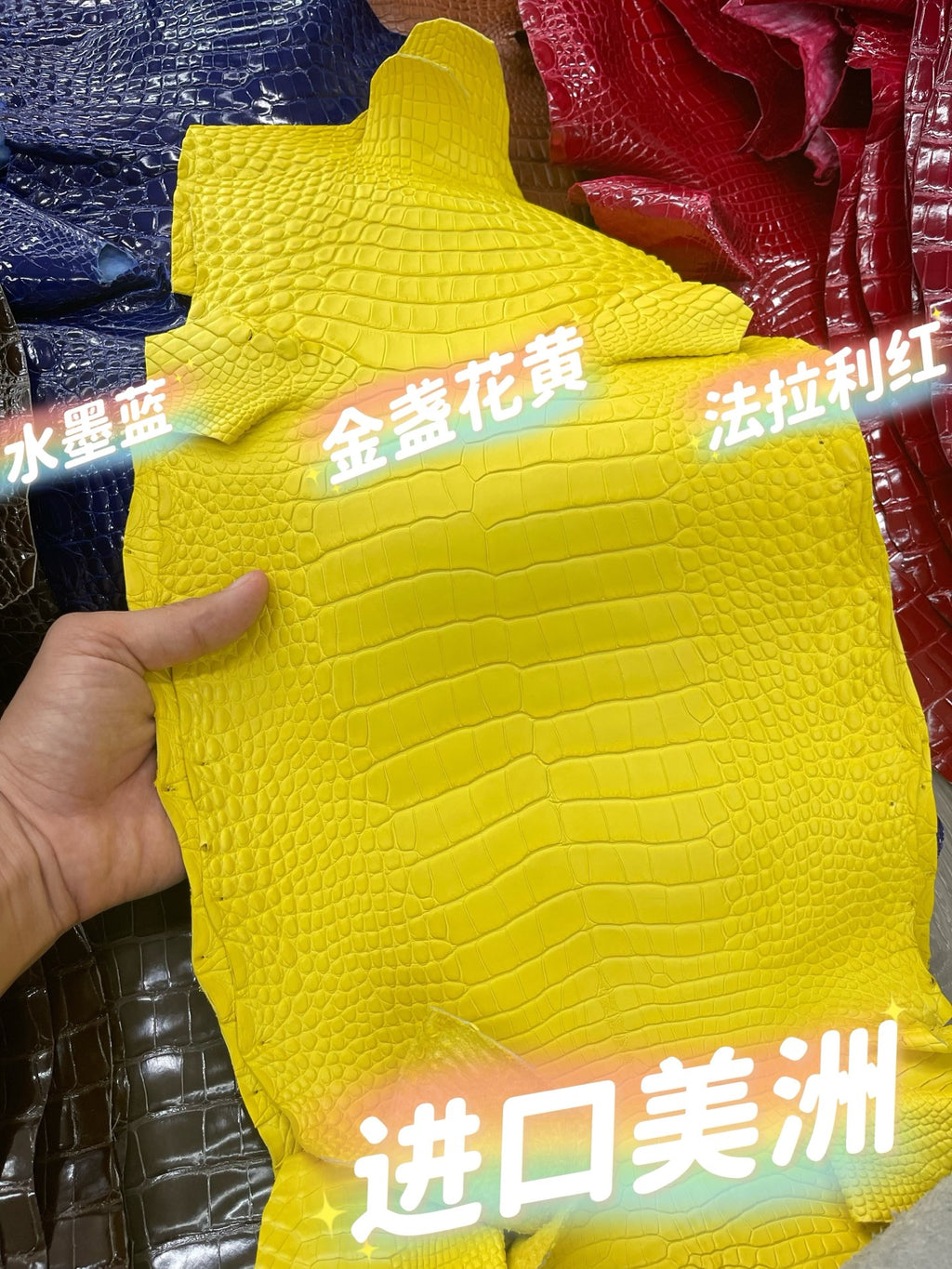 Imported shiny American crocodile