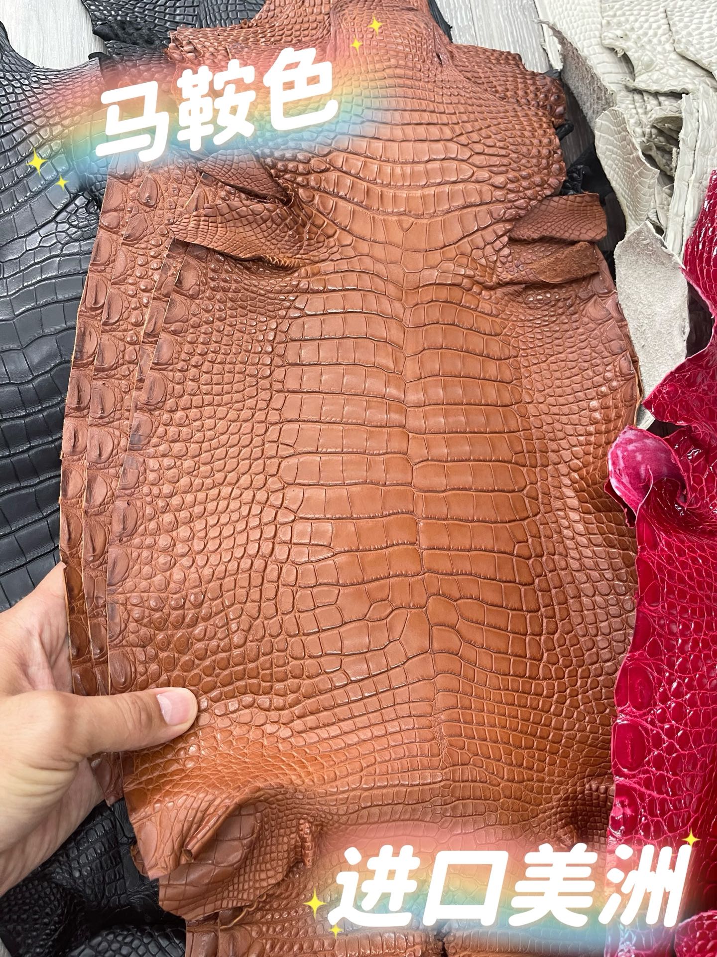 Imported shiny American crocodile