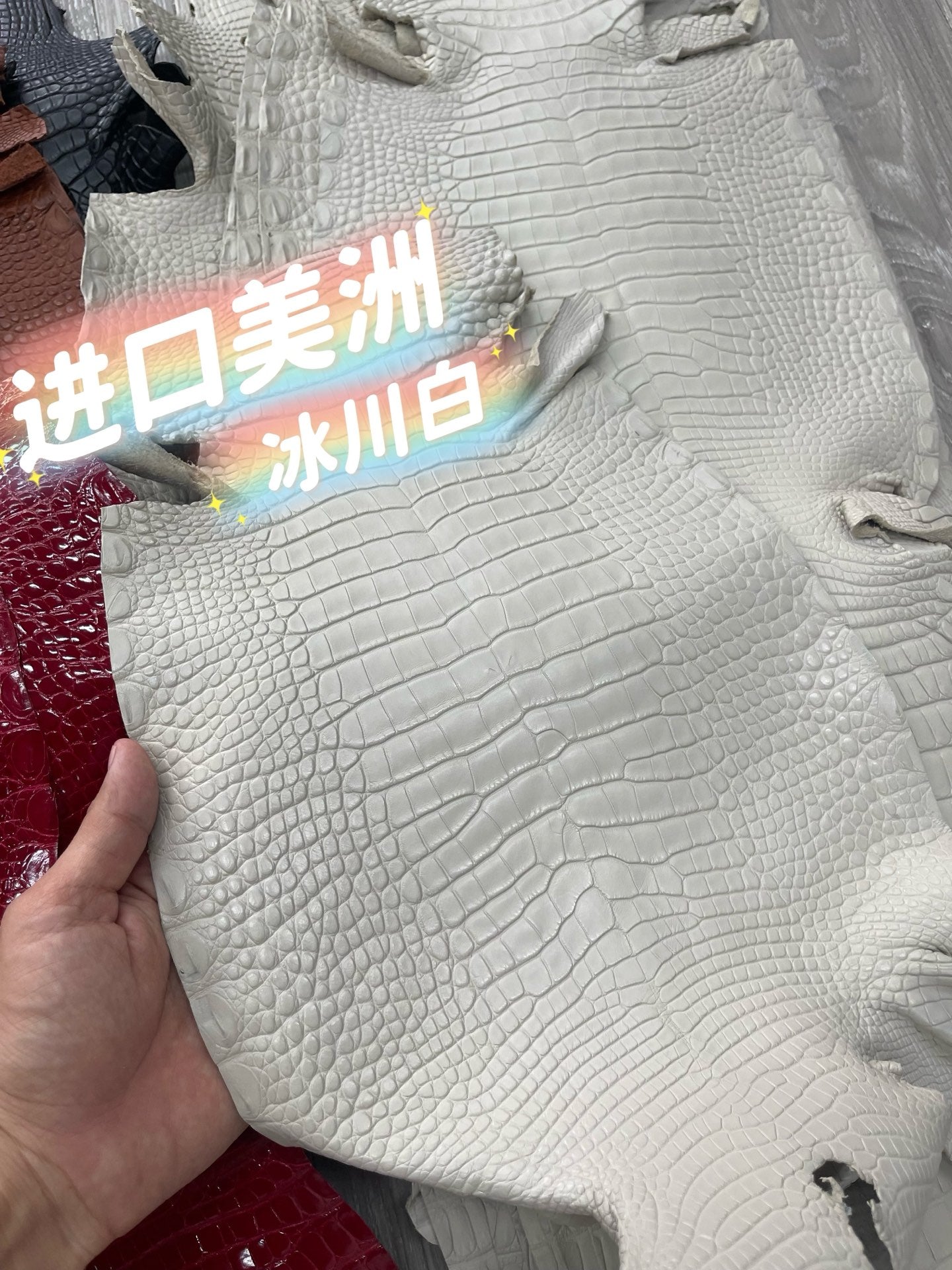 Imported shiny American crocodile