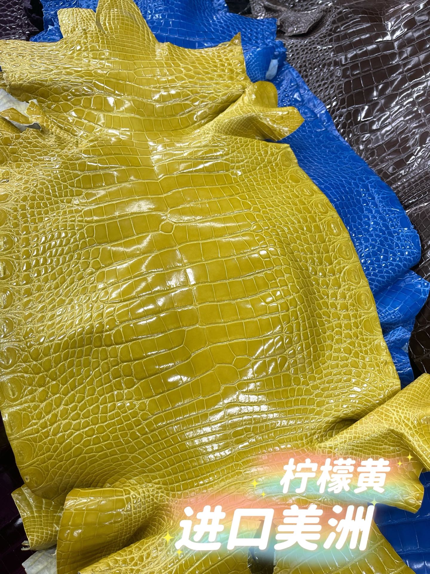 Imported shiny American crocodile