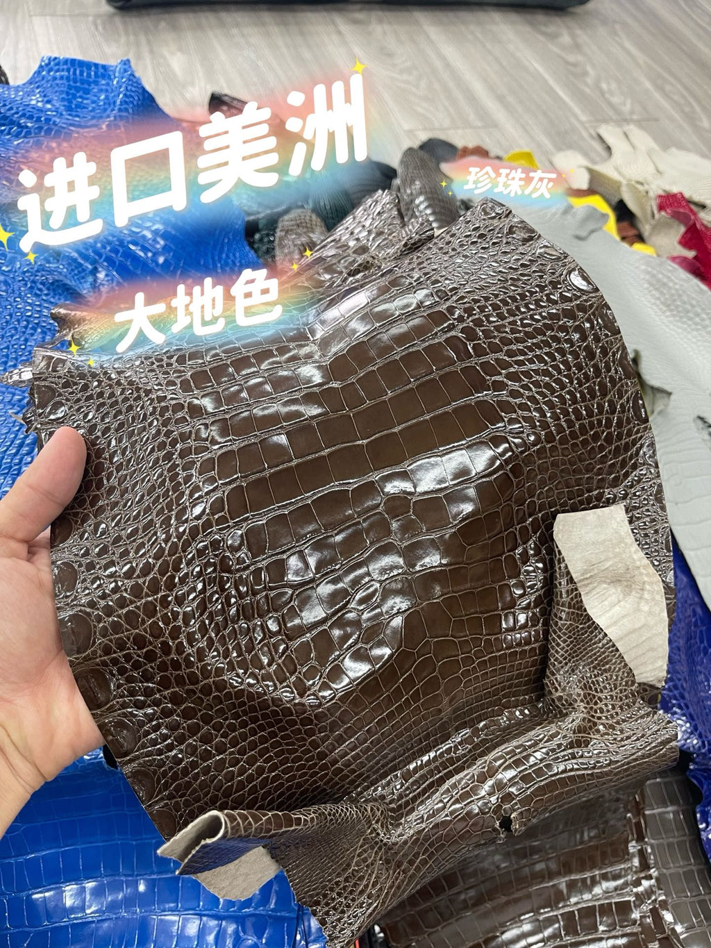 Imported shiny American crocodile