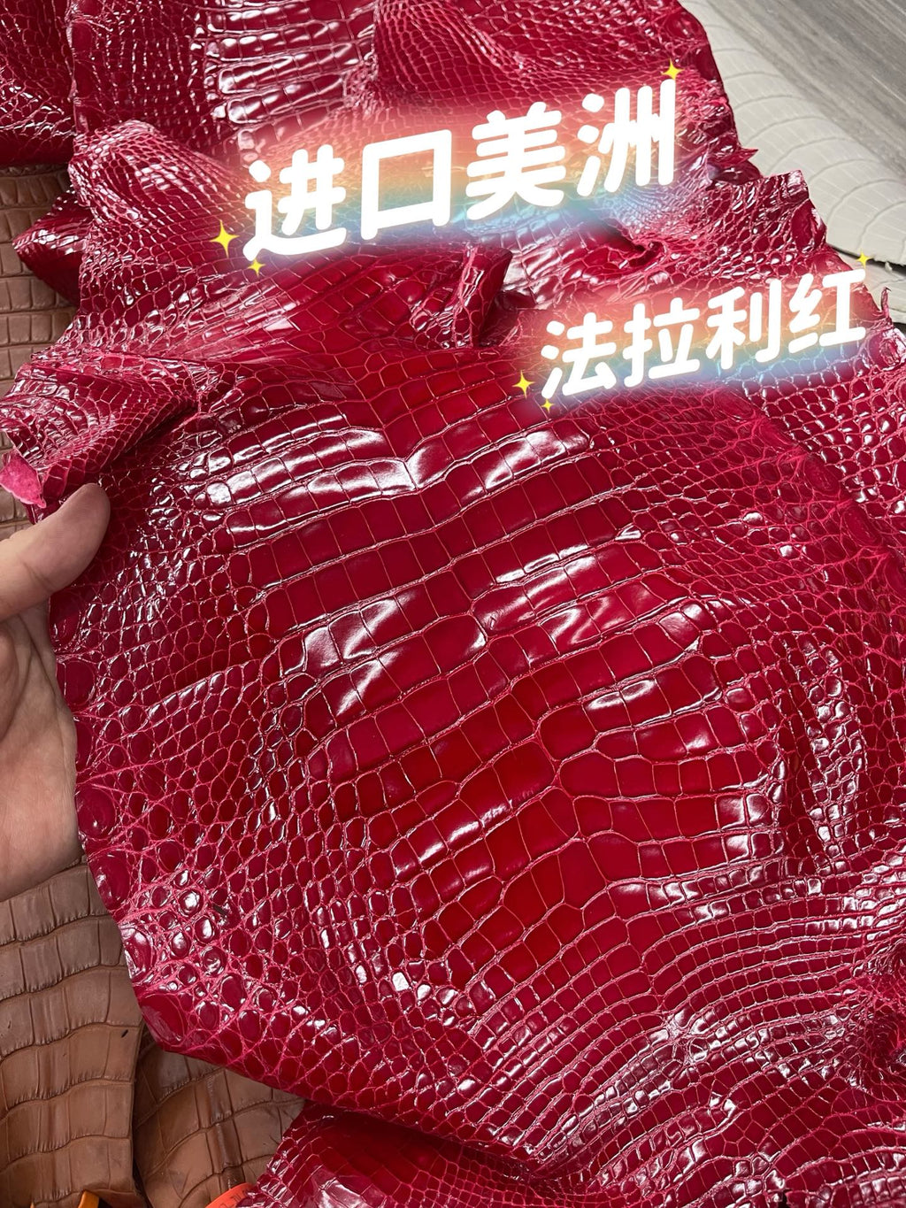 Imported shiny American crocodile