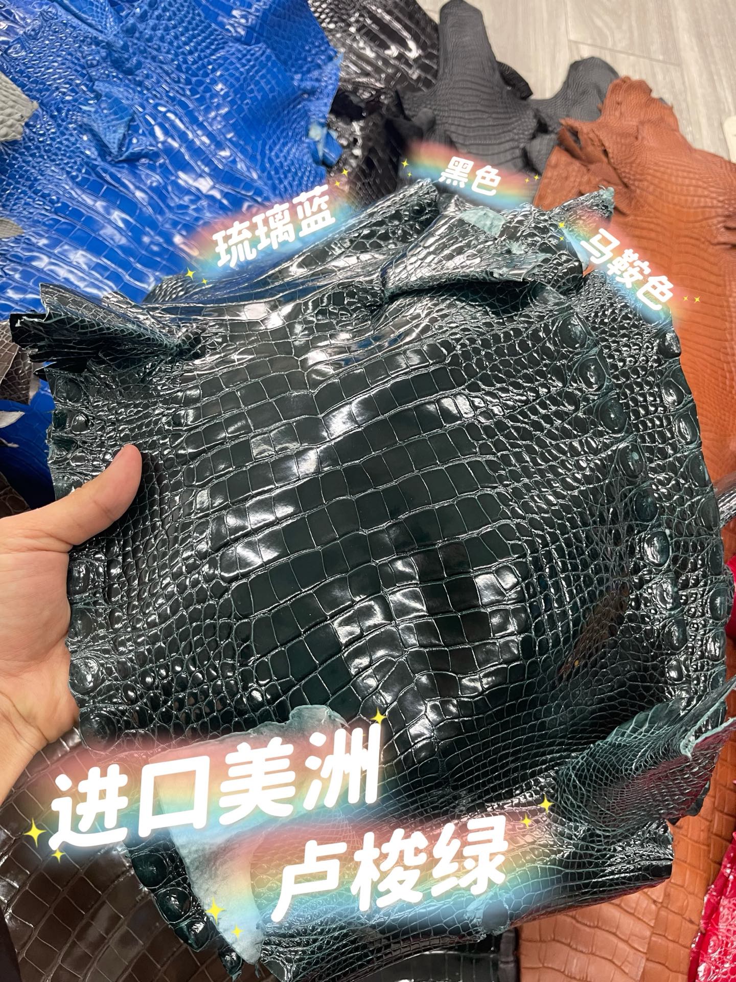 Imported shiny American crocodile