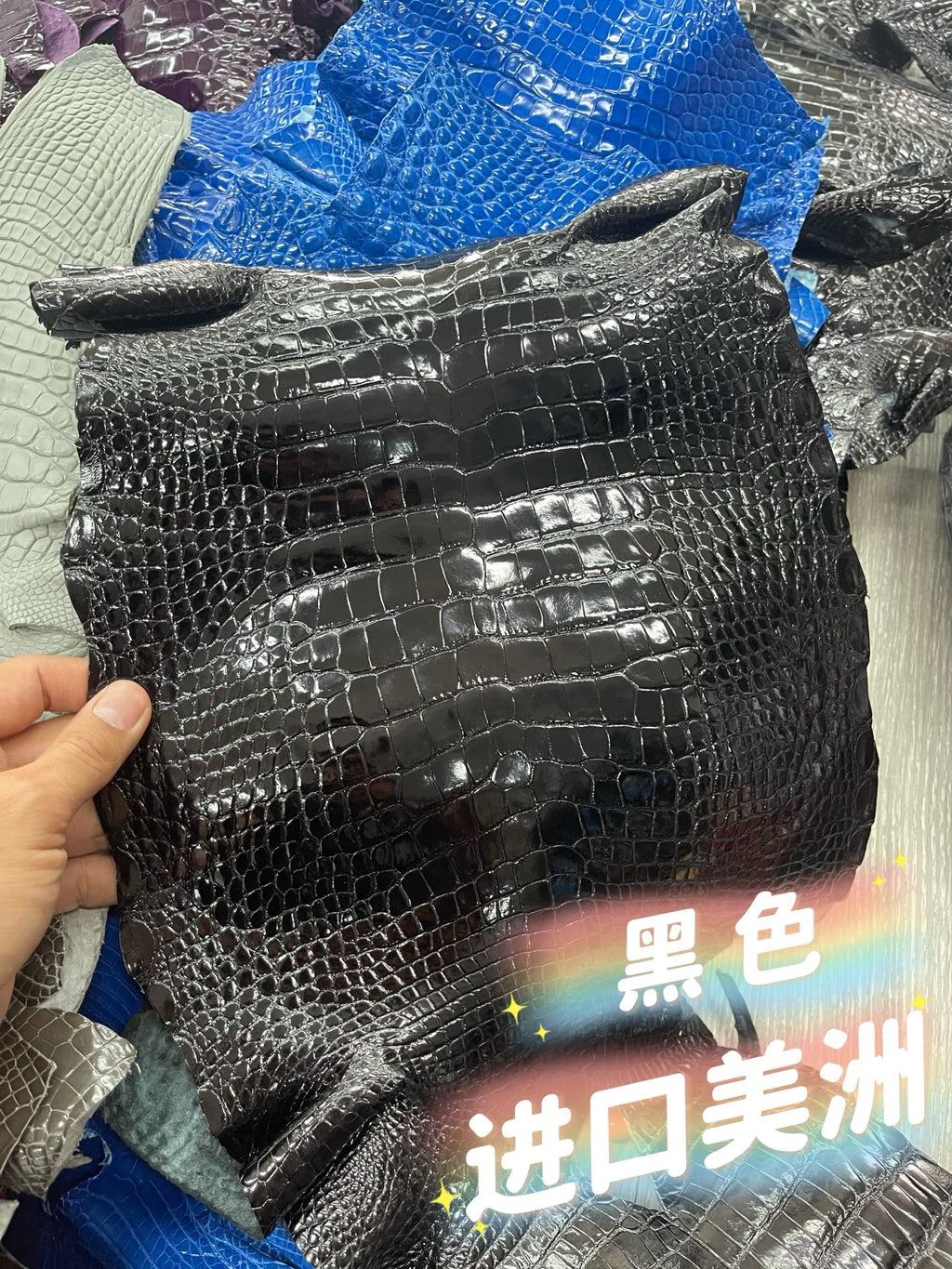 Imported shiny American crocodile